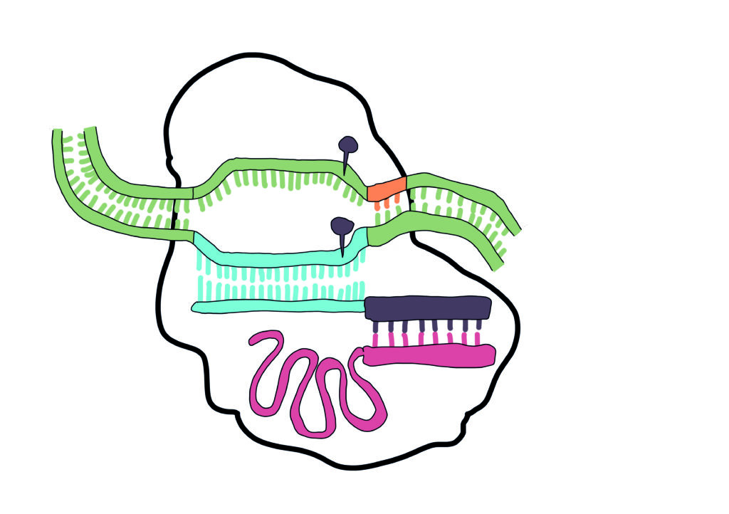 CRISPR-Cas Special for Indonesian friends and colleagues